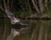 La Nuit européenne des chauves-souris organisée en Wallonie et à Bruxelles fin août