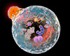 Autofagie, het zichzelf verwijderen van cellen, is essentieel voor lymfestelsel (studie)