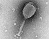 L'IA crée pour la première fois des virus inexistants dans la nature