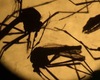 Virus du Nil occidental : Plus de 1.000 personnes infectées par le virus du Nil occidental en Europe
