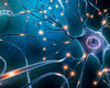 Neuronen geïdentificeerd die lopen na verlamming herstellen