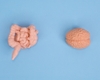 De link tussen microboom en mentale gezondheid