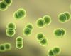 Les cas d'infection aux pneumocoques ont atteint un nouveau record l'an dernier