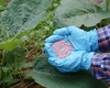 La Belgique renvoyée devant la justice de l'UE pour l'inaction flamande face aux nitrates