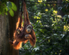 Un orang-outan se soigne avec un pansement végétal