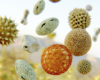 Sciensano waarschuwt allergielijders voor berkenpollenseizoen