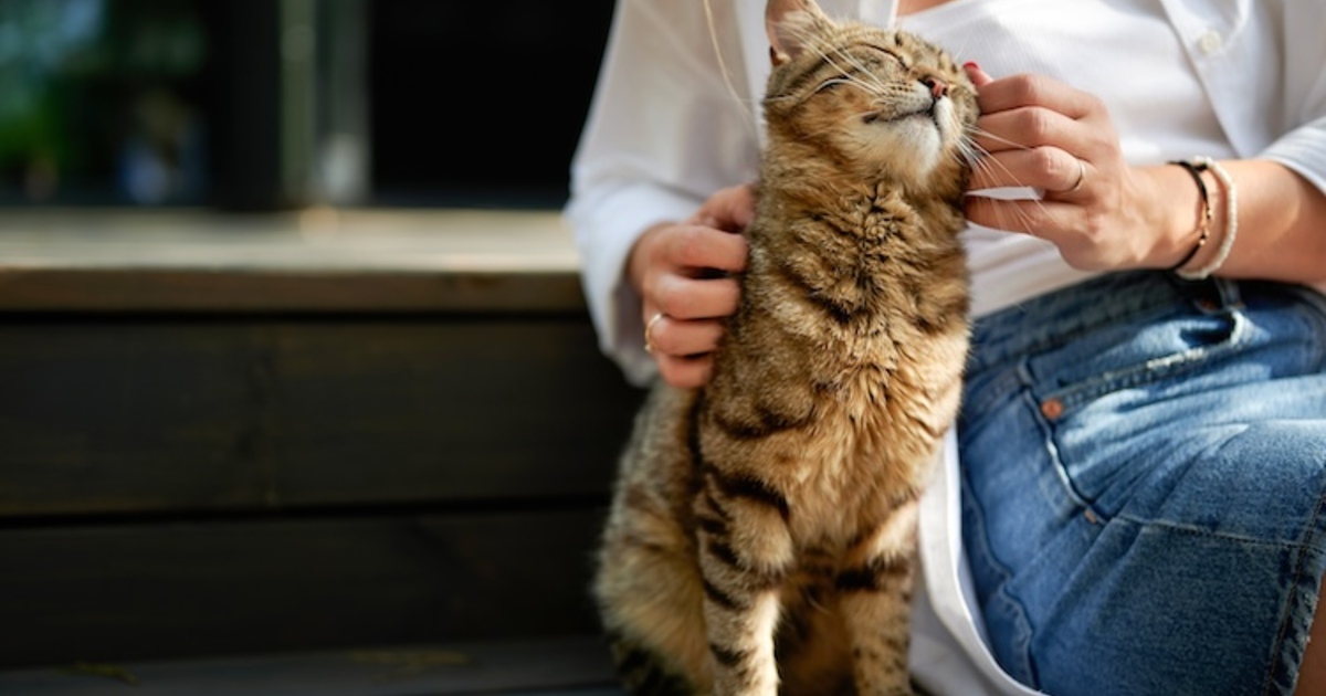 Grippe aviaire: les humains pourraient contaminer les chats, suggère ...
