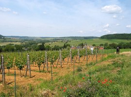 La vigne wallonne en passe de battre tous les records, tant en qualité qu'en quantité