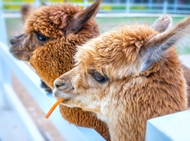 Voor het eerst vogelgriep vastgesteld bij alpaca's