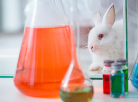 Vlaamse universiteiten kiezen voor transparantie over dierproeven
