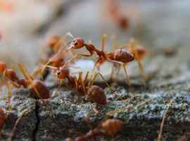 Des fourmis pour 
