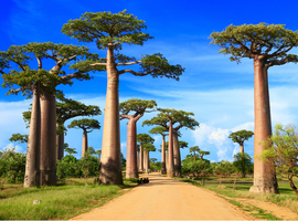 Opmerkelijke geneeskrachtige planten uit Madagaskar