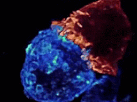 Onderzoekers van de KU Leuven identificeren genen die tumorgroei afremmen
