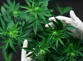 Drie hectare cannabis aangeplant op terrein van Waals ziekenhuis