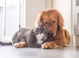 Werelddierendag - Huisdieren in België krijgen te vaak antibiotica