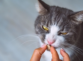 Voor 2,1 miljoen euro aan illegaal dierengeneesmiddel tegen kattencorona in beslag genomen