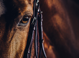 L’hippothérapie: quand le cheval soigne