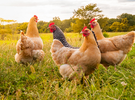 Eerste persoon overleden in de Verenigde Staten na besmetting met vogelgriep