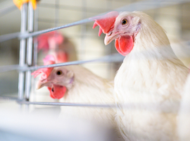 L'OMS craint que la grippe aviaire ne s'adapte 