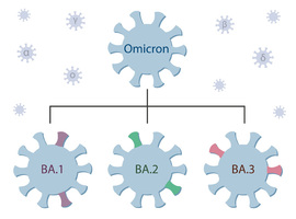 Omicron reste largement majoritaire en Belgique, notamment via son nouveau sous-variant