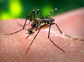 La KU Leuven développe un agent antiviral contre la dengue, une première mondiale