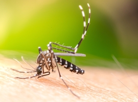 Muggenoverdraagbare ziekten zoals dengue in opmars in Europa