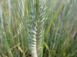 Polluants éternels: le TFA largement retrouvé dans les céréales consommées en Europe