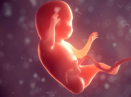 Traitement in utero par remplacement enzymatique dans la maladie de Pompe