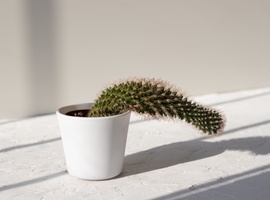 Simenafil: een nieuwe PDE5-remmer in fase III