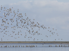 L’observation des oiseaux: hobby ou thérapie?