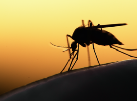 Hervallen malariapatiënten genezen ook met initiële therapie (onderzoek UAntwerpen)