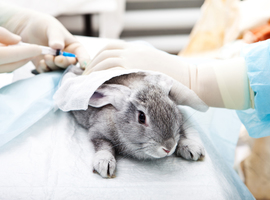 La communauté scientifique inquiète pour l'expérimentation animale en Wallonie 