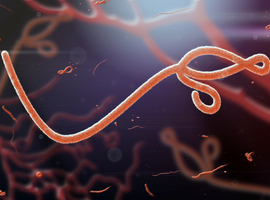 Belgische wetenschappers verzamelen in Congo materiaal voor ebola-onderzoek