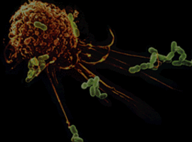 L'exposition à des microbes protège contre l'asthme, selon une étude de l'ULg