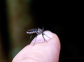 Belgen krijgen opnieuw iets meer malaria, tegen dalende internationale trend in
