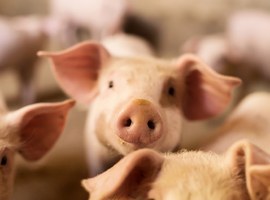 Une substance controversée utilisée à des fins thérapeutiques pour les porcs