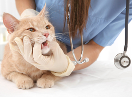 Aantal erkende dierenartsen stijgt sterk