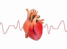 Het hart door de ogen van de geneticus