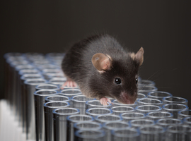 Les neurones humains implantés chez les souris sont plus vulnérables à Alzheimer