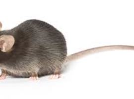 Darmflora en diabetes: bij de muis is er een verband
