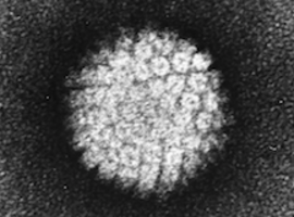 Seks en de morele plicht tot HPV-vaccinatie