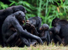 Bonobos et chimpanzés: des singes anthropoïdes qui ont de la personnalité