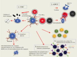 Utilisation d’anticorps monoclonaux dans les cytopénies auto-immunes