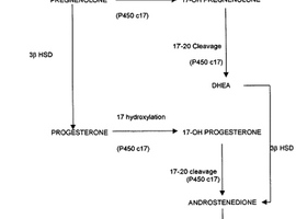 Prostaatkanker en remming androgeenbiosynthese