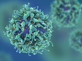 Les lymphocytes T dans la GVH après allogreffe de cellules souches hématopoïétiques: implications pour de nouvelles stratégies de prévention