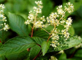 Utilisation d’une herbe chinoise dans la prise en charge de la polyarthrite rhumatoïde