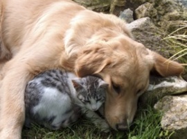 Ontwormen van je hond en kat: een essentiële behandeling