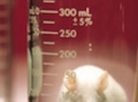Einde van proeven met cosmetica op dieren
