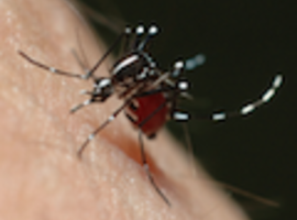 Wint dengue de wereldbeker?