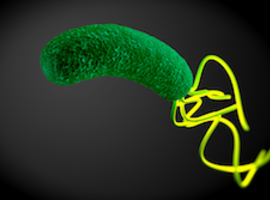 Helicobacter pylori, een (oud) verhaal van gastro-enterologen?